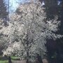 Magnolia kobus